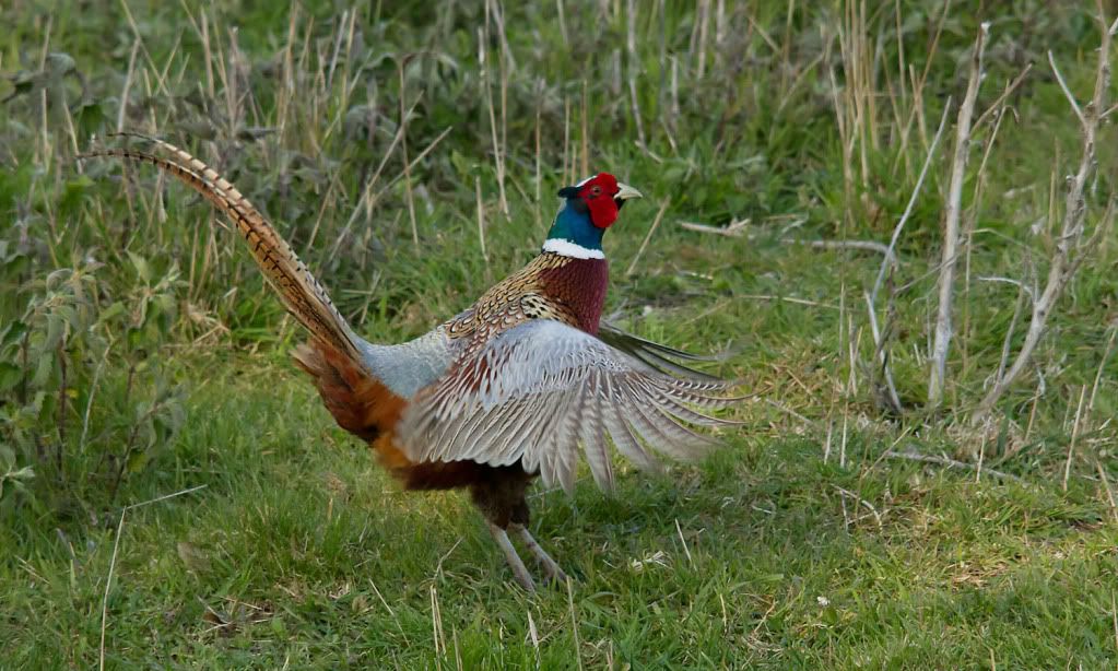 IMAGE: http://i256.photobucket.com/albums/hh181/1pinto/IMG_2300.jpg