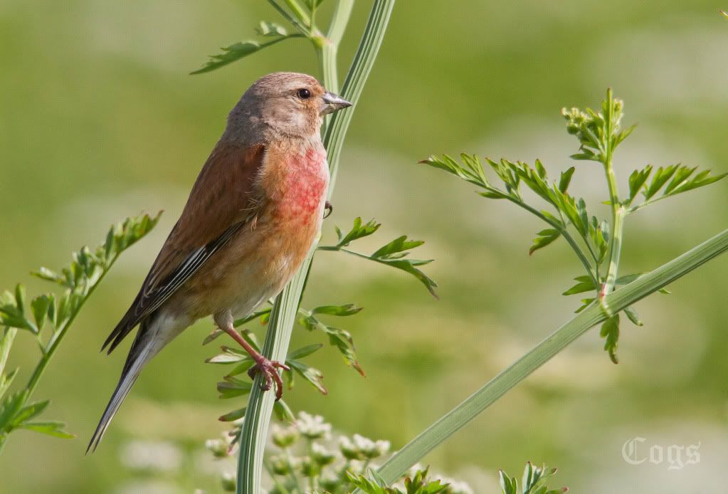 IMAGE: http://i256.photobucket.com/albums/hh181/1pinto/IMG_4208.jpg