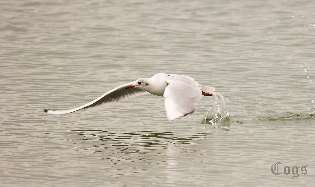 IMAGE: http://i256.photobucket.com/albums/hh181/1pinto/IMG_4660-1.jpg