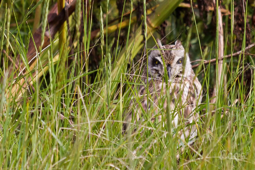 IMAGE: http://i256.photobucket.com/albums/hh181/1pinto/IMG_6104.jpg