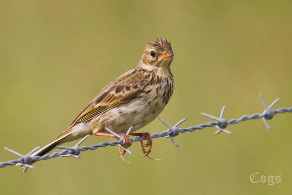 IMAGE: http://i256.photobucket.com/albums/hh181/1pinto/IMG_6158-2.jpg