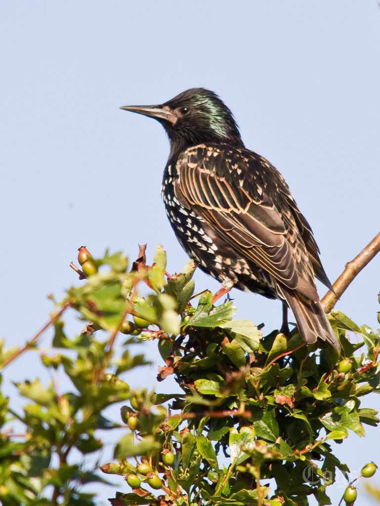 IMAGE: http://i256.photobucket.com/albums/hh181/1pinto/IMG_6372.jpg