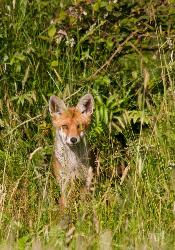 IMAGE: http://i256.photobucket.com/albums/hh181/1pinto/IMG_6381.jpg