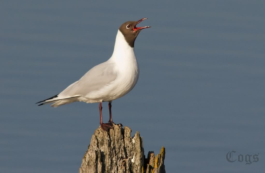 IMAGE: http://i256.photobucket.com/albums/hh181/1pinto/IMG_6713.jpg