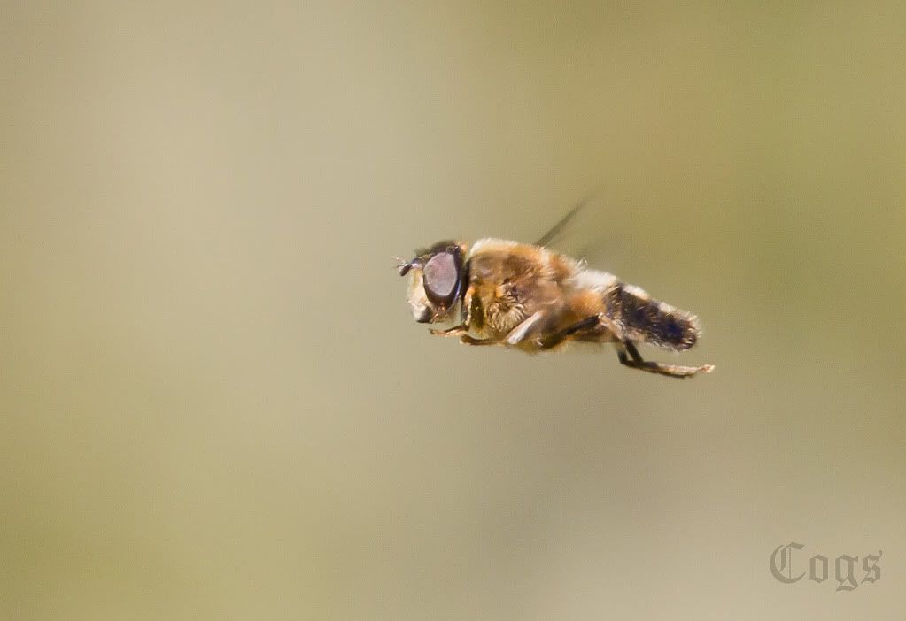 IMAGE: http://i256.photobucket.com/albums/hh181/1pinto/IMG_6770.jpg