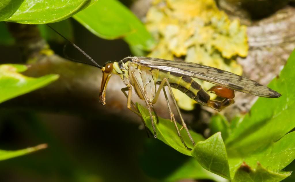 IMAGE: http://i256.photobucket.com/albums/hh181/1pinto/IMG_7006-2.jpg