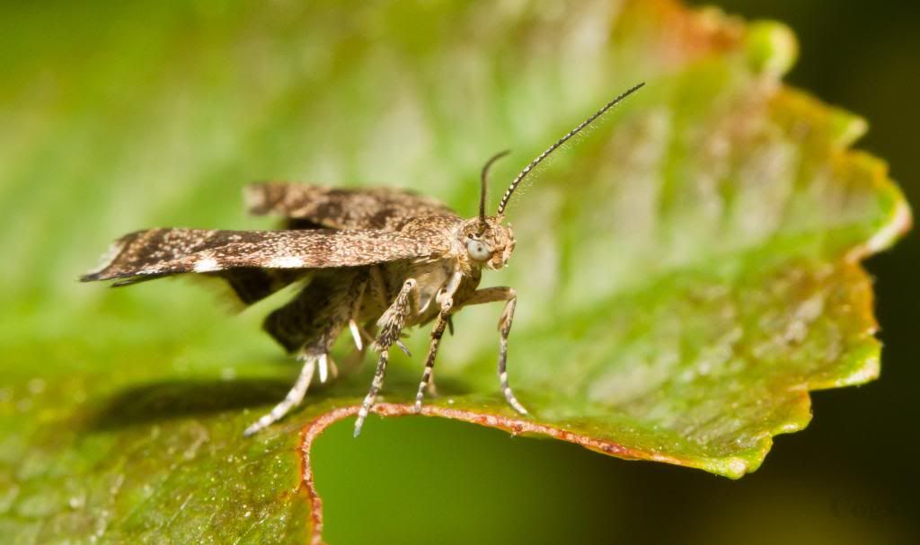 IMAGE: http://i256.photobucket.com/albums/hh181/1pinto/IMG_7107.jpg