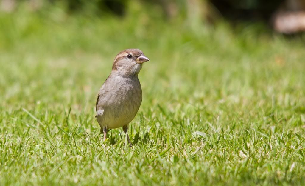 IMAGE: http://i256.photobucket.com/albums/hh181/1pinto/IMG_7355.jpg