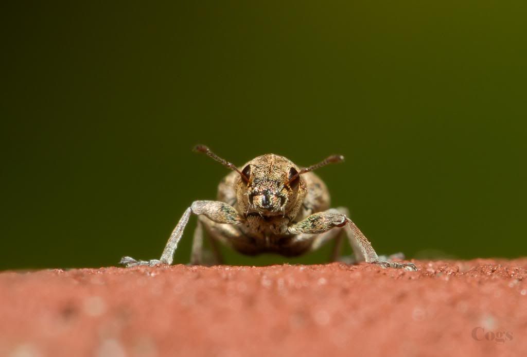 IMAGE: http://i256.photobucket.com/albums/hh181/1pinto/IMG_7499.jpg