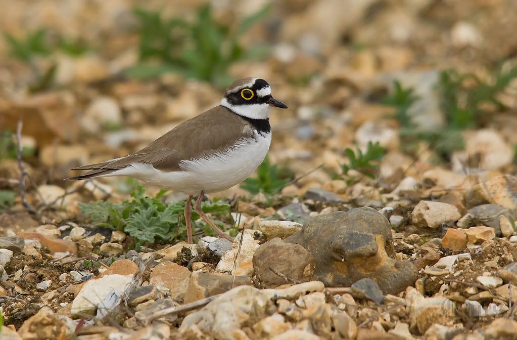 IMAGE: http://i256.photobucket.com/albums/hh181/1pinto/IMG_7551-2.jpg