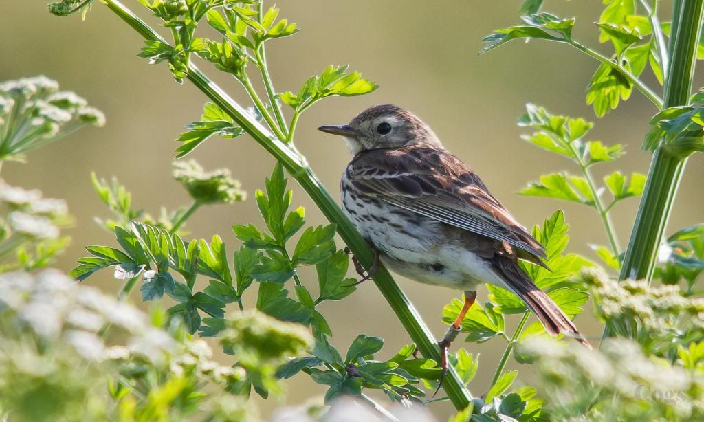 IMAGE: http://i256.photobucket.com/albums/hh181/1pinto/IMG_7564.jpg