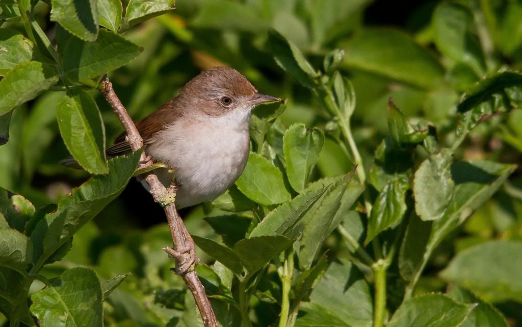 IMAGE: http://i256.photobucket.com/albums/hh181/1pinto/IMG_7588.jpg