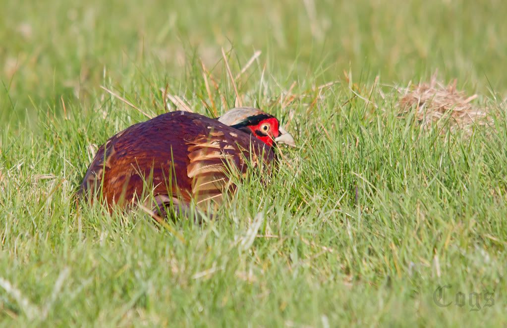 IMAGE: http://i256.photobucket.com/albums/hh181/1pinto/IMG_7728.jpg