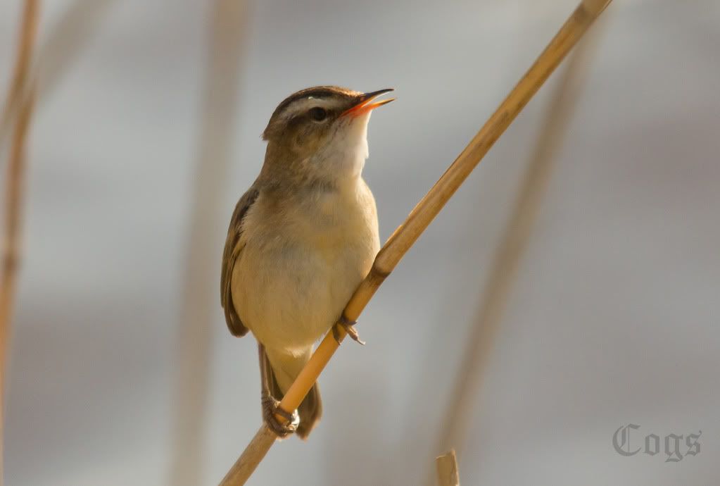 IMAGE: http://i256.photobucket.com/albums/hh181/1pinto/IMG_7749.jpg