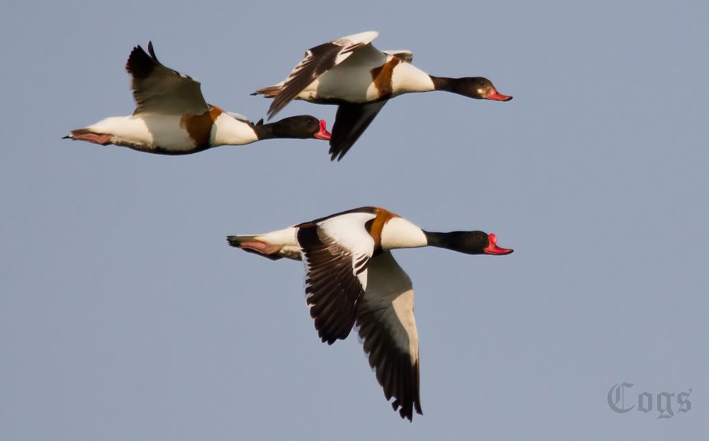 IMAGE: http://i256.photobucket.com/albums/hh181/1pinto/IMG_7858-1.jpg