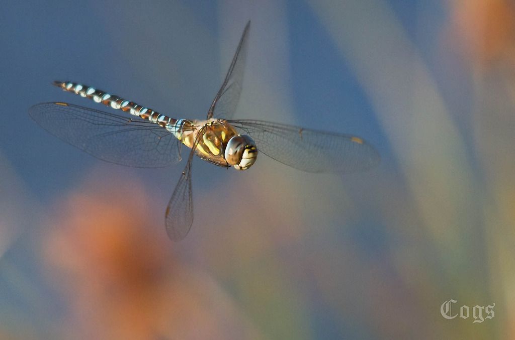 IMAGE: http://i256.photobucket.com/albums/hh181/1pinto/IMG_8075.jpg