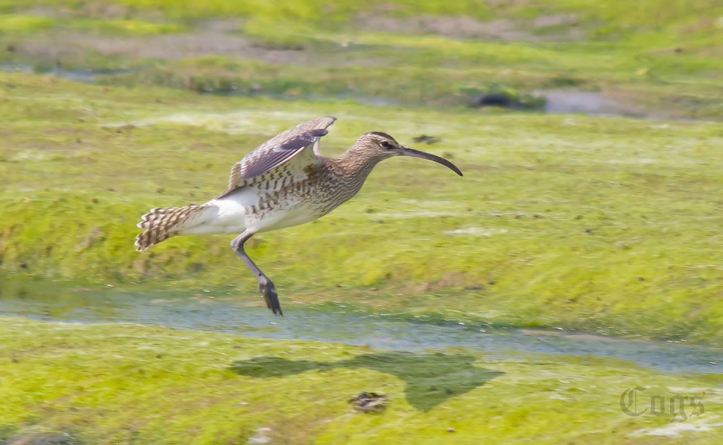 IMAGE: http://i256.photobucket.com/albums/hh181/1pinto/IMG_8308.jpg