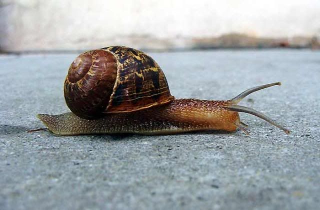 Caracol-1.jpg