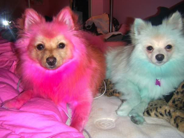 Jeffree Stars Dogs