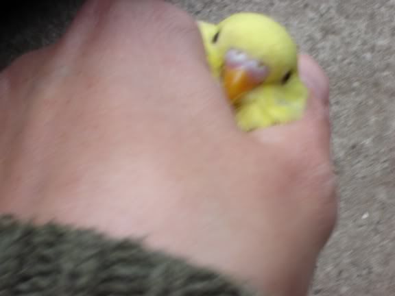 chick5.jpg