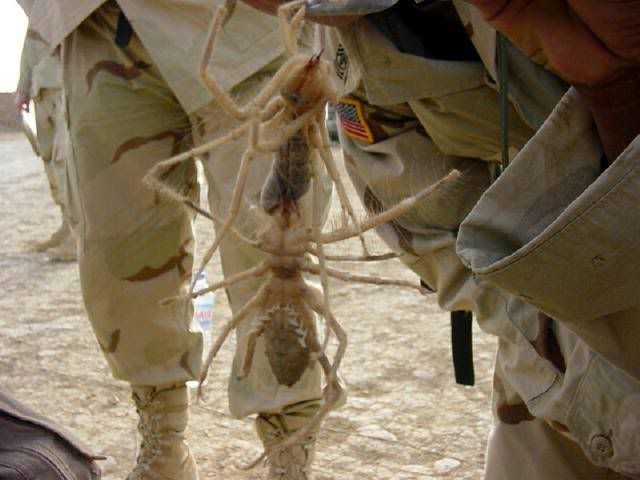 large-camel-spider.jpg