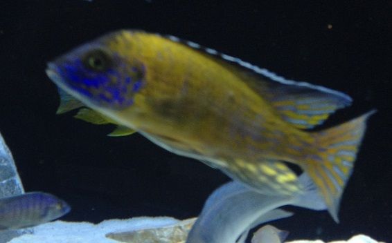 sunken belly cichlid