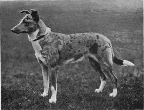 colliedog.jpg
