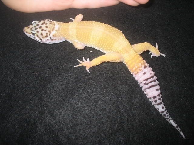 Newbie Leopard Gecko Morph Guide. | Reptile Forums