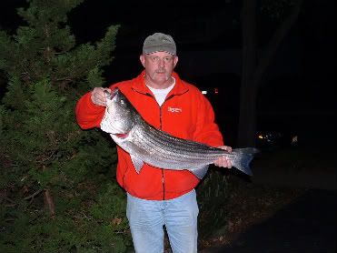 20lb Jersey Striper