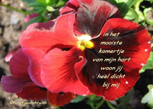 viool20mijn20hart2.jpg in mijn hart picture by jannyko