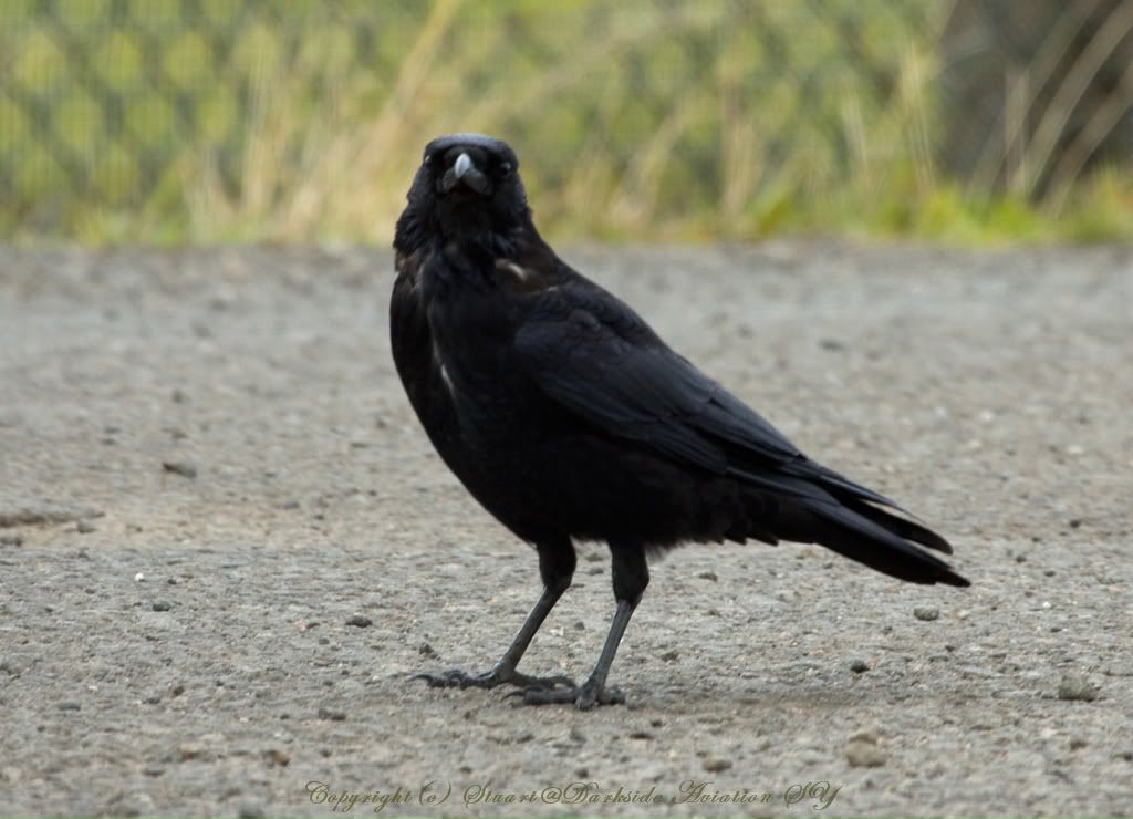 http://i256.photobucket.com/albums/hh186/thresholdkid/Edinburgh/G-CROW_MG_1239-border.jpg