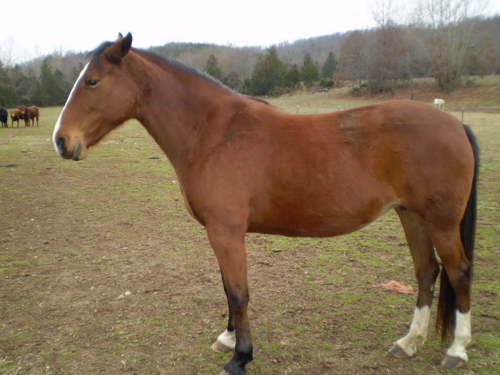 IMAGE(http://i256.photobucket.com/albums/hh187/coolwater65/DadsHorses/June2007-5.jpg)