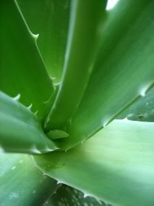 Aloe vera photo: natural acne treatment for sensitive skin