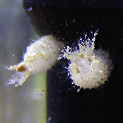 Sponges of some kind? Identification Forum Forums