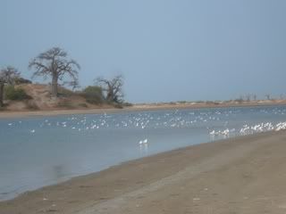 birds in saloum delta