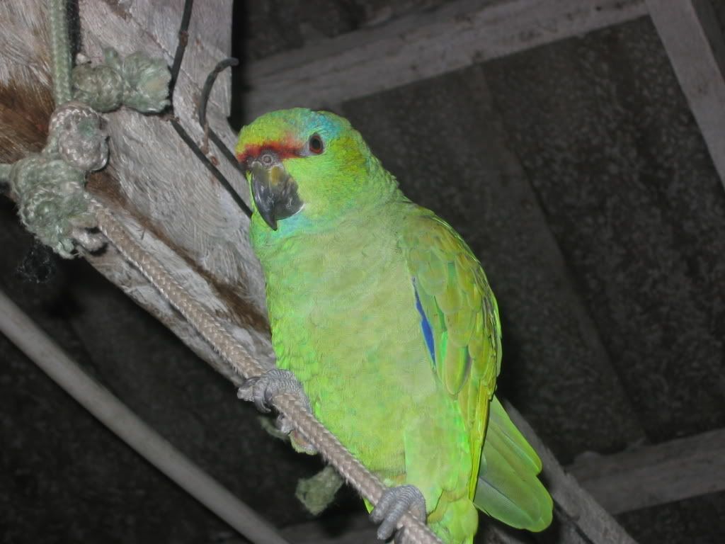 Parrot in Manaus