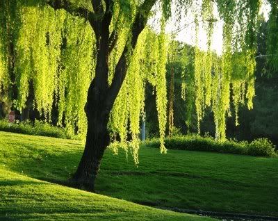 willow Pictures, Images and Photos