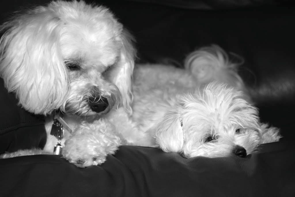 IMAGE: http://i256.photobucket.com/albums/hh191/Her_B4/IMG_0491BlackandWhite.jpg