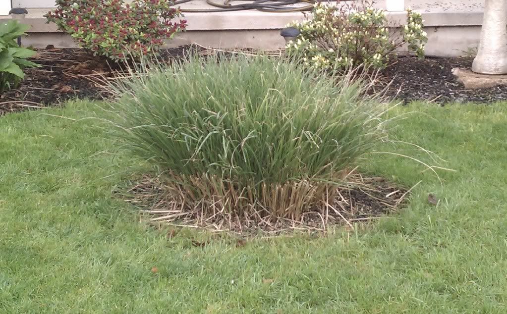 Too late to split? (grass is already growing)