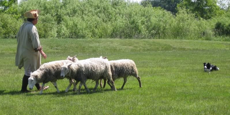 Risking the Gauntlet... - Sheep