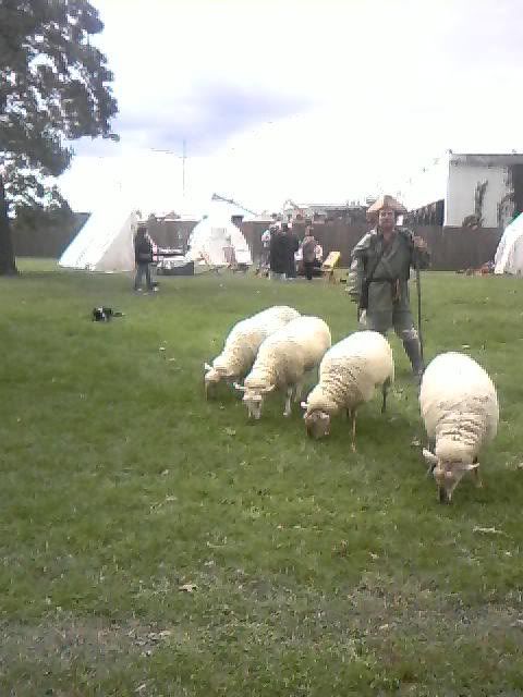 Risking the Gauntlet... - Sheep