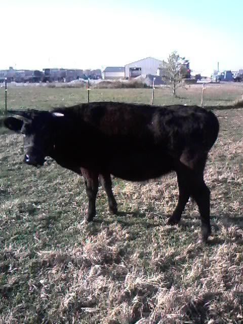 Selling My Dexter Cow - Cattle