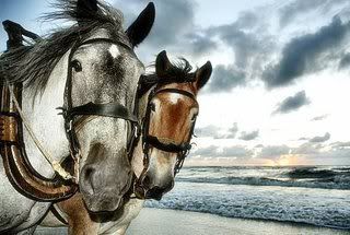 1els.jpg picture by doetsi