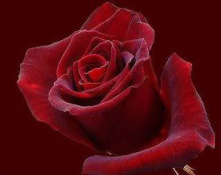 28502.jpg picture by doetsi