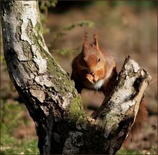 69884_Tony20Traa_2008_04_14_09_22_5.jpg picture by doetsi