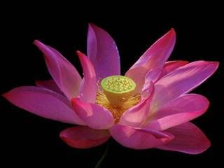 bloemqx1.jpg picture by doetsi