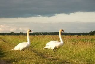 knobbelzwanen.jpg picture by doetsi