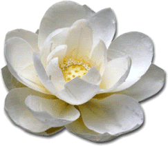 lotus-1.gif picture by doetsi