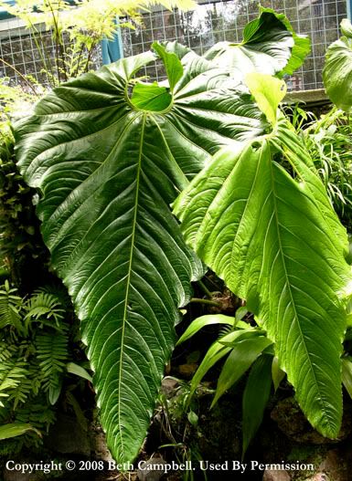 Anthurium Angamarcanum