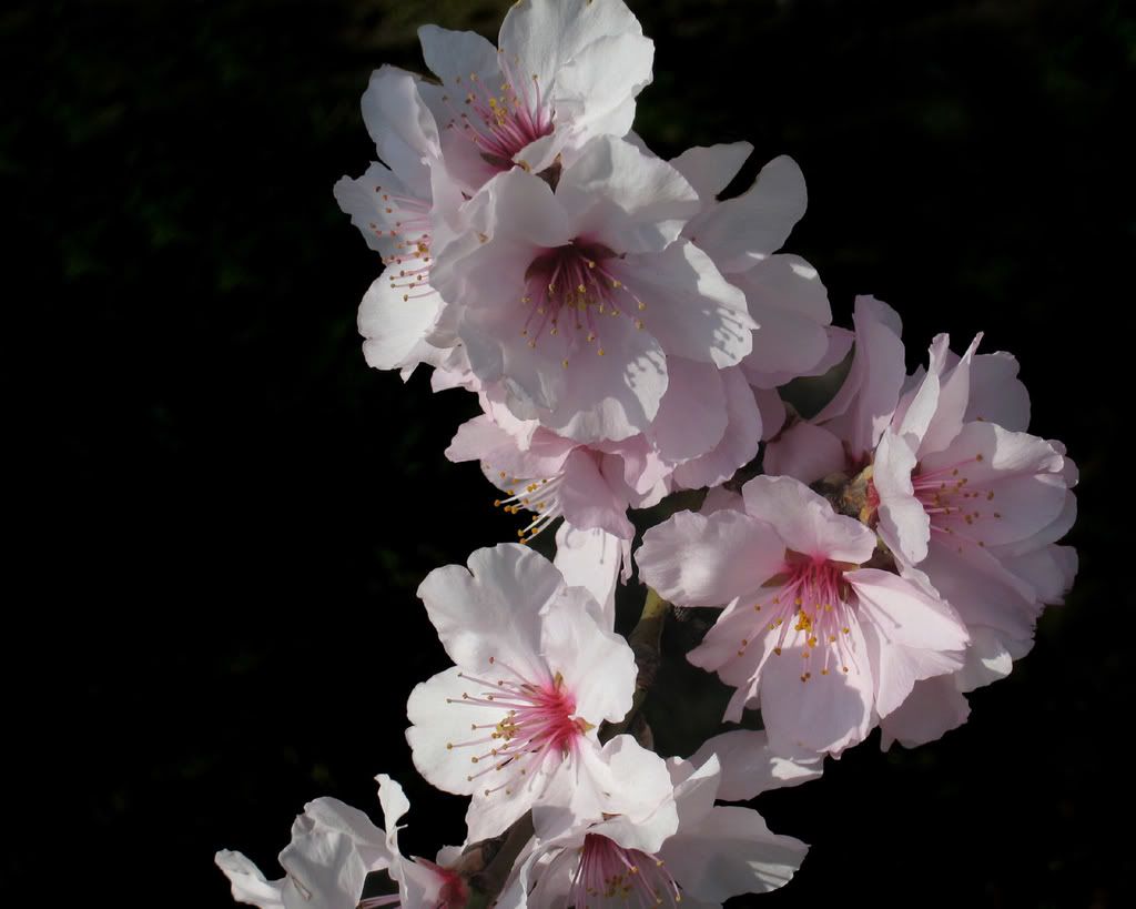 Cherry Blossoms Screensaver